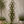 Black metal hexagonal trellis wall garden stake with climbing green ivy and small white flowers, shown mounted on a beige stucco wall between potted plants, with height and width measurement annotations.